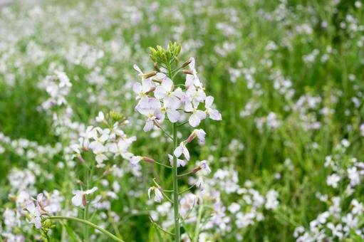 🌊 오나루 고분군(오오나루 코훈군) 이미지 7